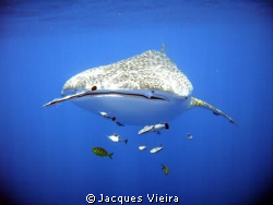 Baby whale shark 3m + out in the blue . Sakatia Lodge Mad... by Jacques Vieira 